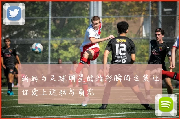 狗狗与足球明星的精彩瞬间合集让你爱上运动与萌宠